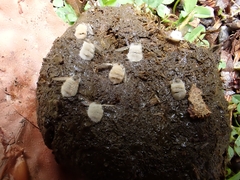 Entomophthora muscae