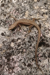 Algyroides nigropunctatus