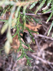 Rhaphigaster nebulosa