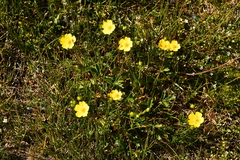 Potentilla grandiflora