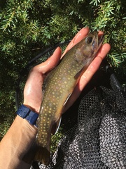 Salvelinus fontinalis