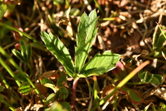 Potentilla grandiflora