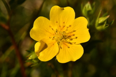 Potentilla grandiflora