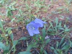 Campanula rotundifolia