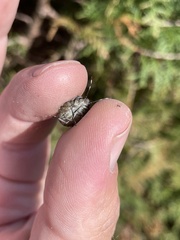 Rhaphigaster nebulosa