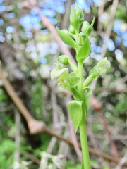 Pterygodium volucris