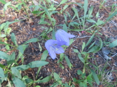Campanula rotundifolia