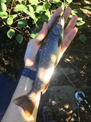 Salvelinus fontinalis