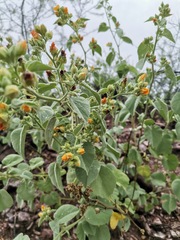 Abutilon malacum