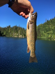 Salvelinus fontinalis