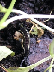 Spodoptera ornithogalli