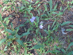 Campanula rotundifolia