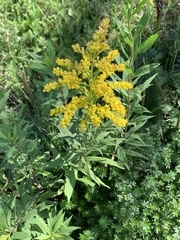 Solidago canadensis