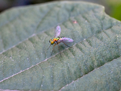 Condylostylus caudatus
