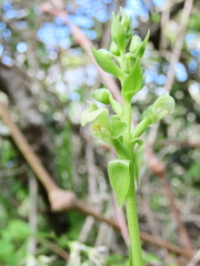 Pterygodium volucris