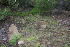 Aristolochia navicularis