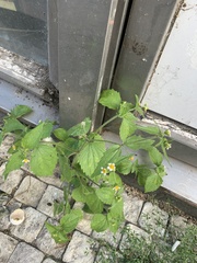 Galinsoga quadriradiata