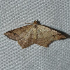 Macaria aequiferaria