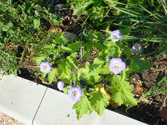 Nicandra physalodes