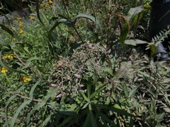 Cicuta maculata victorinii