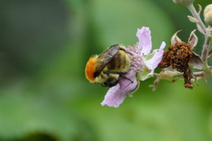 Bombus muscorum