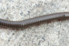Narceus americanus