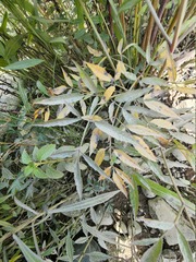 Cicuta maculata victorinii