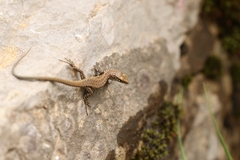 Algyroides nigropunctatus