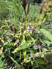 Prunella vulgaris lanceolata