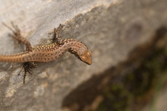 Algyroides nigropunctatus