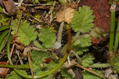 Erodium maritimum