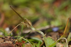 Erodium maritimum