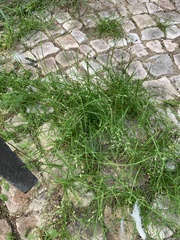 Poa annua