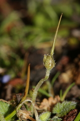 Erodium maritimum