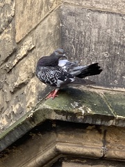 Columba livia domestica