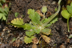 Erodium maritimum