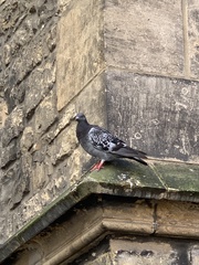 Columba livia domestica