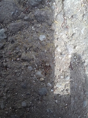 Formica cinerea