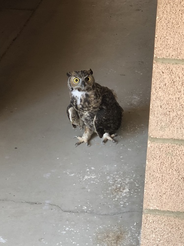 iNaturalist observation photo of Great Horned Owl
