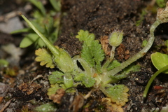 Erodium maritimum