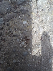 Formica cinerea