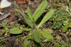 Tuberaria guttata