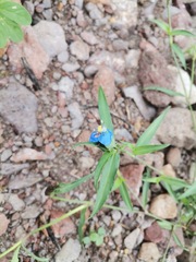 Commelina erecta