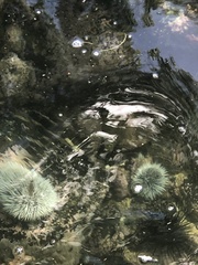 Tripneustes ventricosus