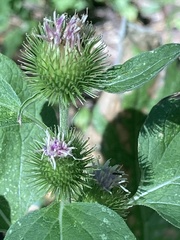 Arctium