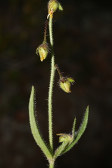 Tuberaria guttata