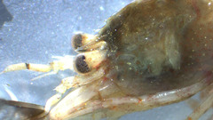 Eualus pusiolus