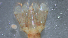 Eualus pusiolus