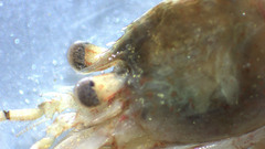Eualus pusiolus
