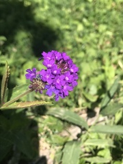 Verbena macdougalii